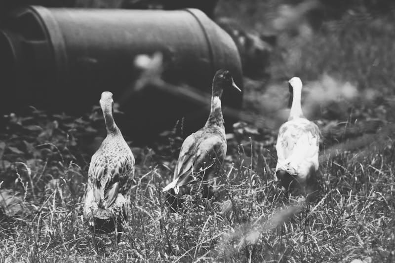 IPTV strømming guide – norsk oppsett på smart-TV og mobil 2026